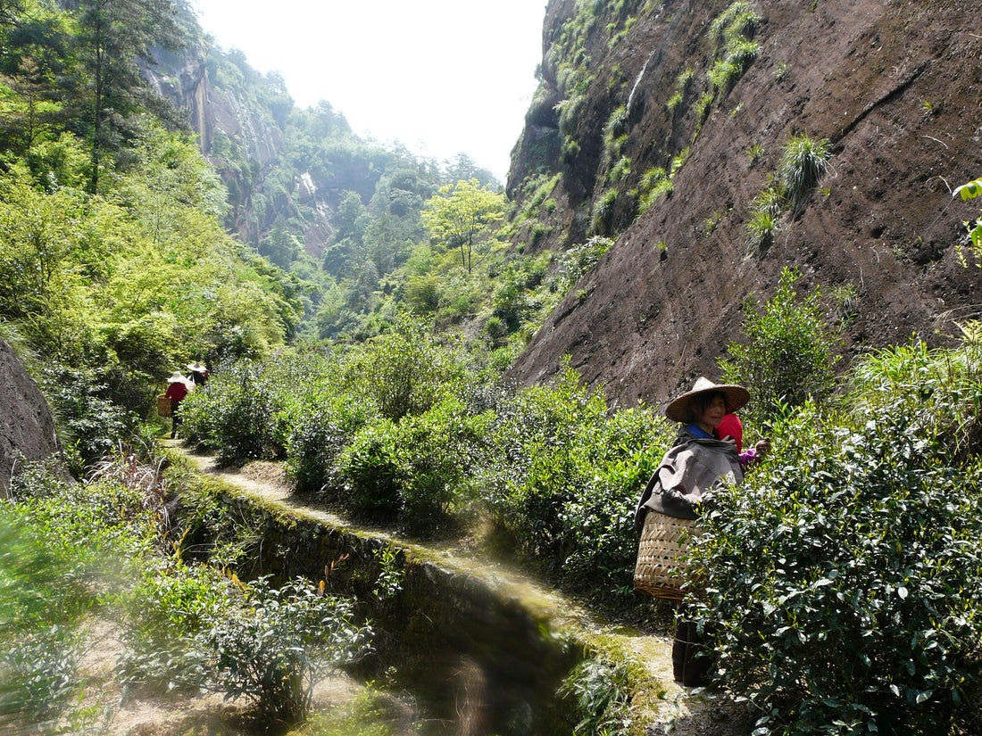 Oolong – Der Schwarze Drache