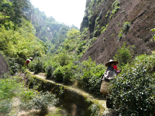 Oolong – Der Schwarze Drache